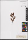 Foto von Salix aurita L.
